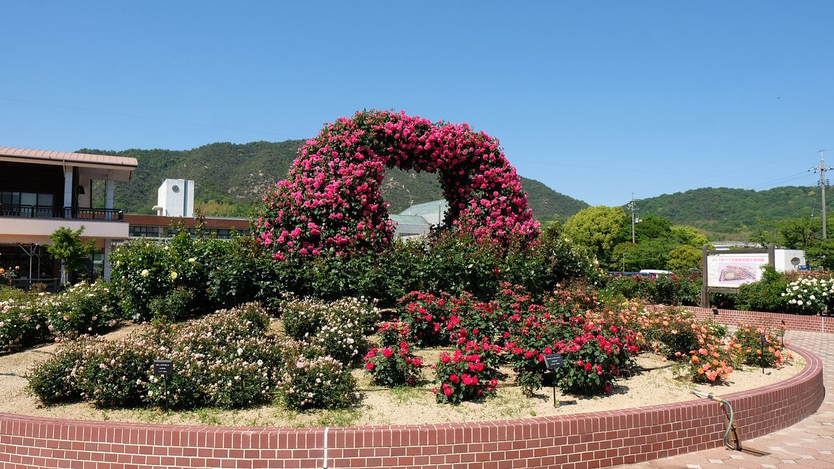 🌹 요시우미 장미 공원 (요시우미 바라 코엔) 이미지 9